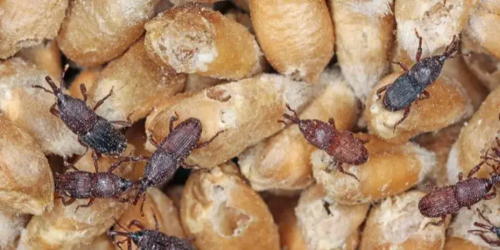 how to get rid of wheat weevils
