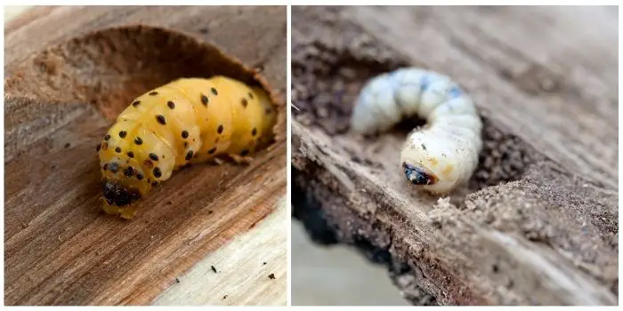 treating old woodworm holes in furniture