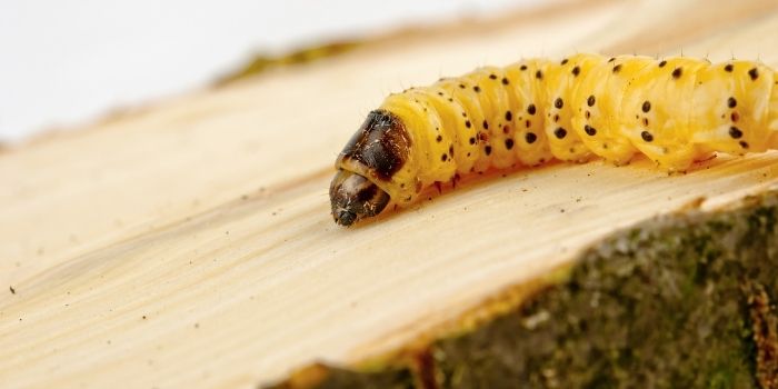 woodworm treatment and prevention tips