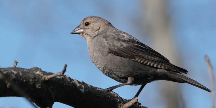 How to Keep Cowbirds Away