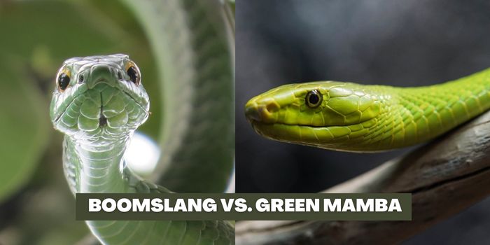 Difference between boomslang vs. green mamba