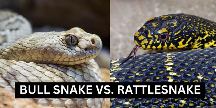 Difference between bull snake vs. rattlesnakes