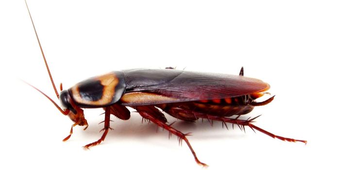 few ways to get rid of roaches