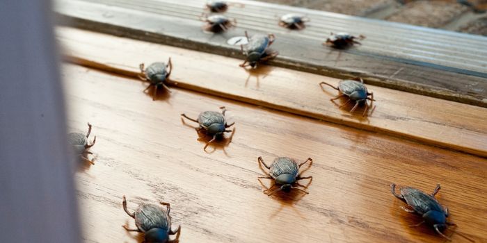 What to do if you have roaches?