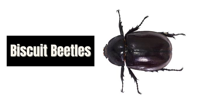 how to prevent biscuit beetles?