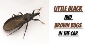 Black-and-Brown-Bugs