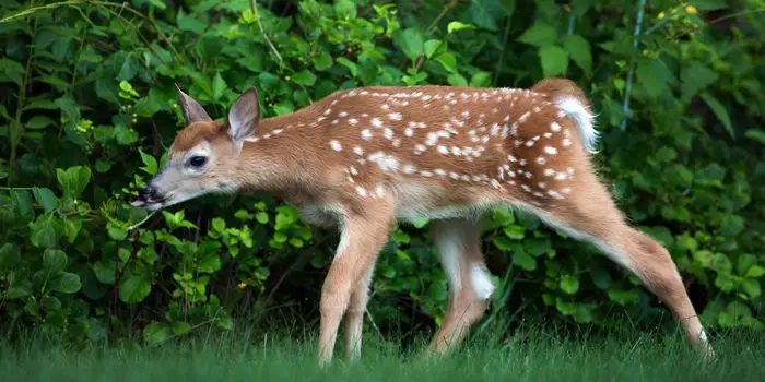 deer in backyard are dangerous