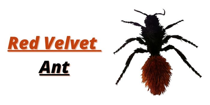 Is it hard to kill velvet ants
