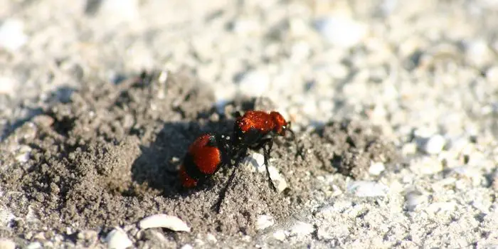 Getting Rid of Red Velvet Ants