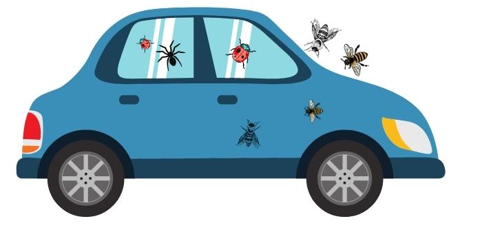 Getting Rid of Bugs in Car