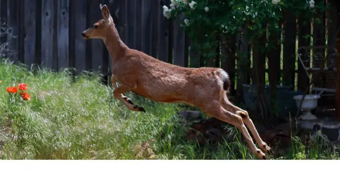 how to stop deer from coming in backyard?