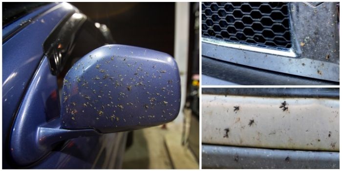 Removing Old Dried Bugs and Stains from Car