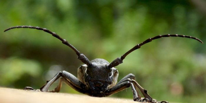 some ways to get rid of longhorn beetles