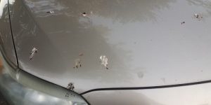 Birds-Poop-on-Vehicles