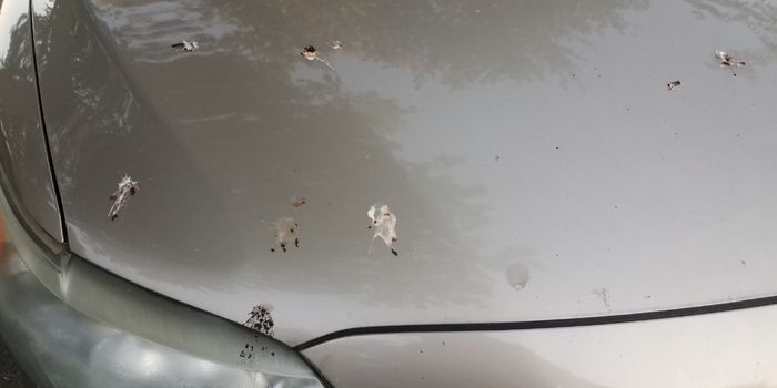 birds poop on cars