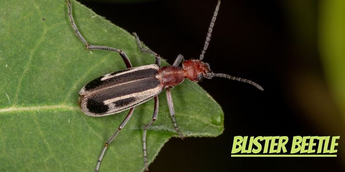Are Blister Beetle Dangerous?