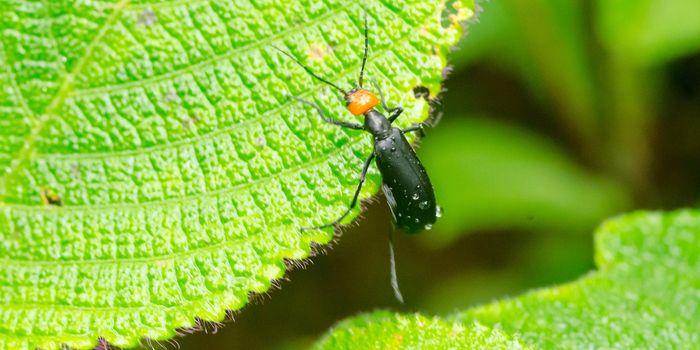 life cycle of blister beetle