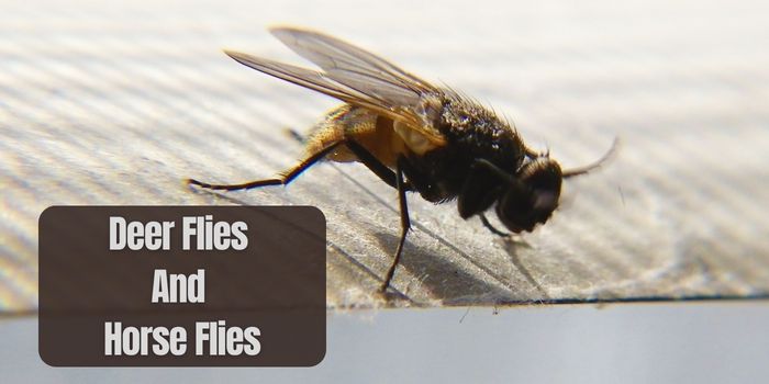  horse flies are active during day time