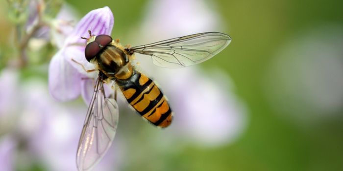 getting rid from hoverfly