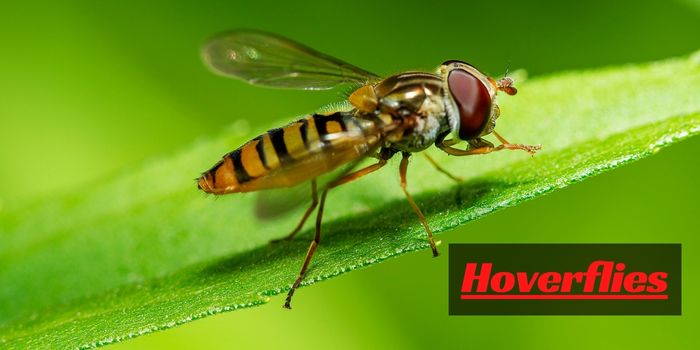 how to control hoverfly infestation?