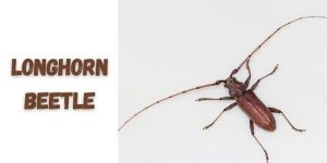 Longhorn-Beetle