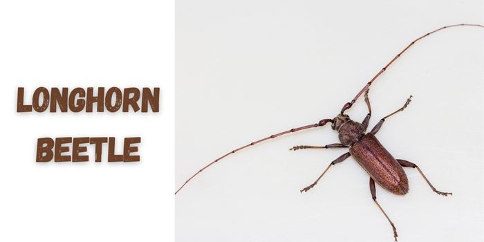 information about longhorn beetles