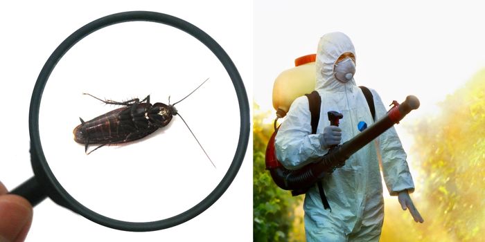 Cost Of Orkin Mosquito Control